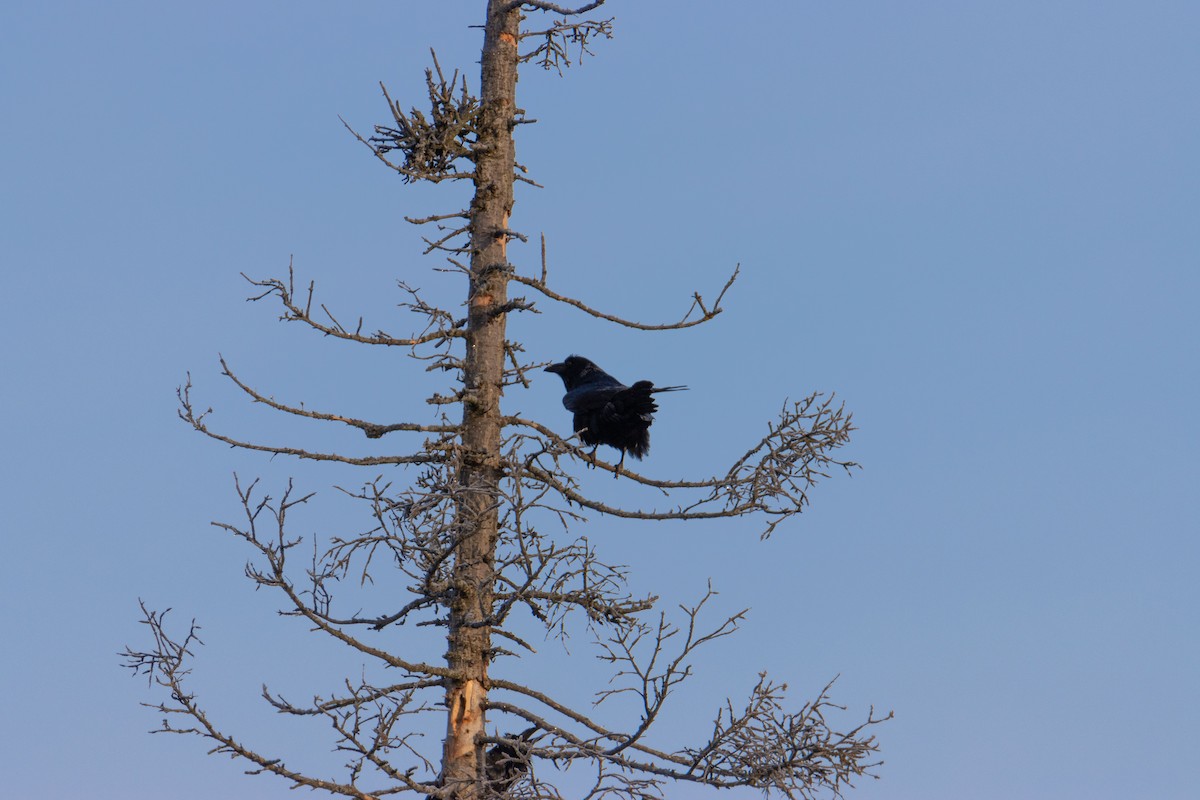 Common Raven - ML649124211