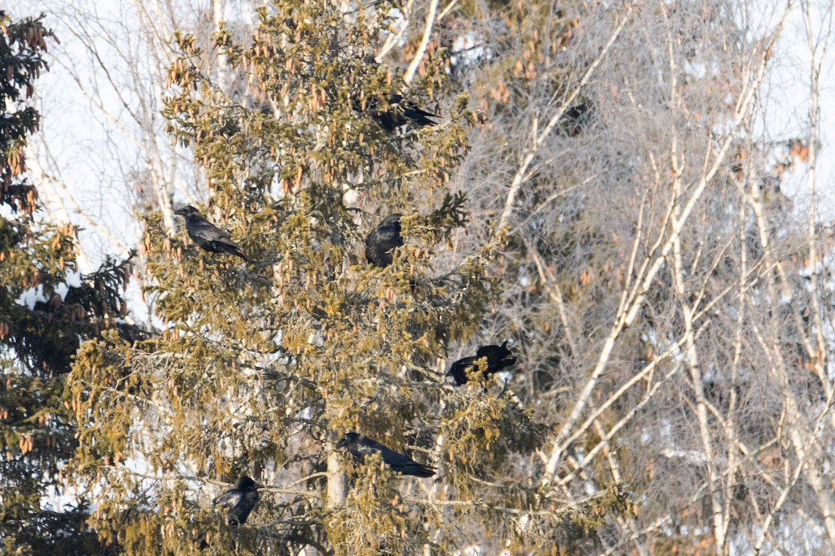 Common Raven - ML649124212