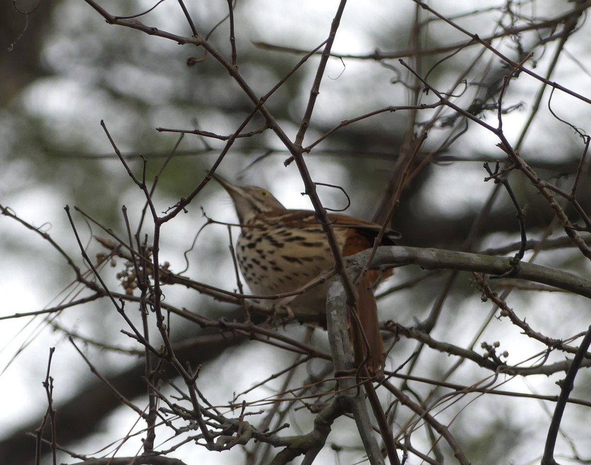 Moqueur roux - ML649124399