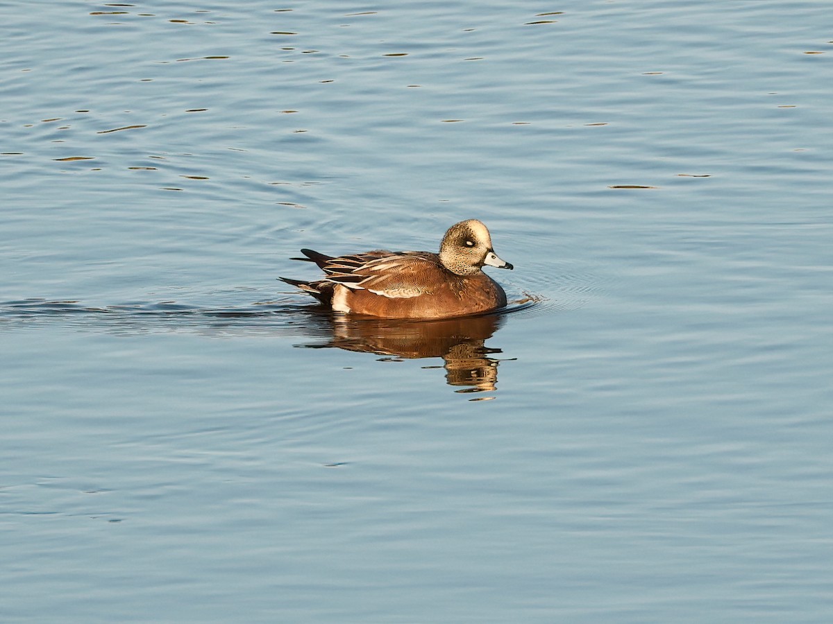 eBird Checklist - 16 Jan 2026 - Howick Cross--Ribble Estuary - 17 species