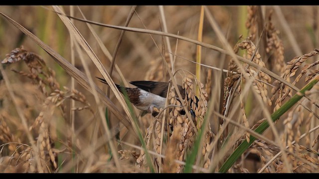 White-rumped Munia - ML649124477