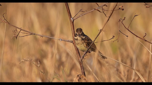 Black-faced Bunting - ML649124483
