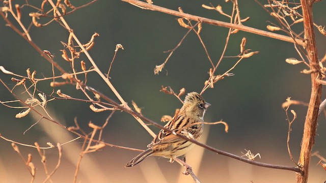 Black-faced Bunting - ML649124498