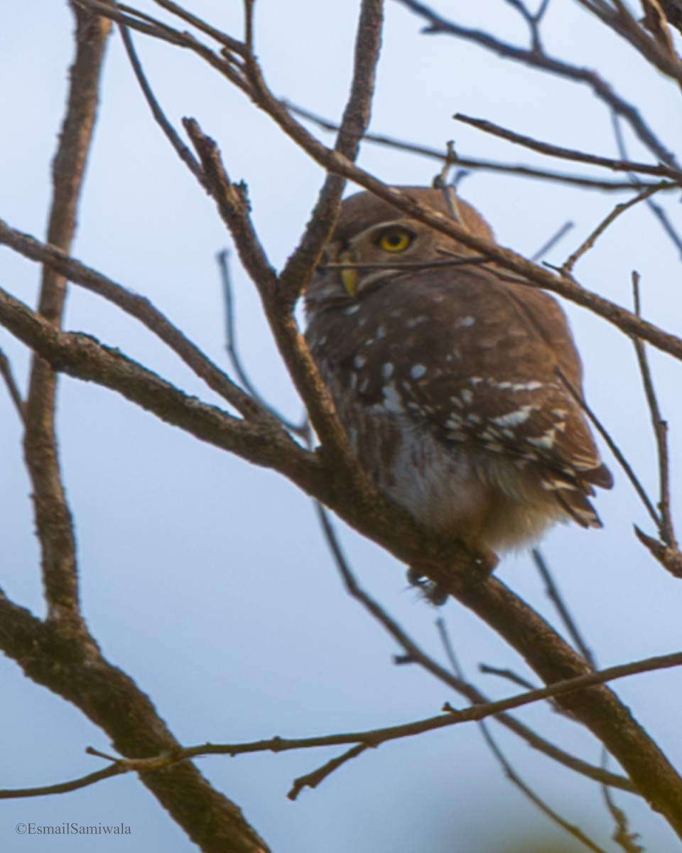 Лесной сыч - ML649124501