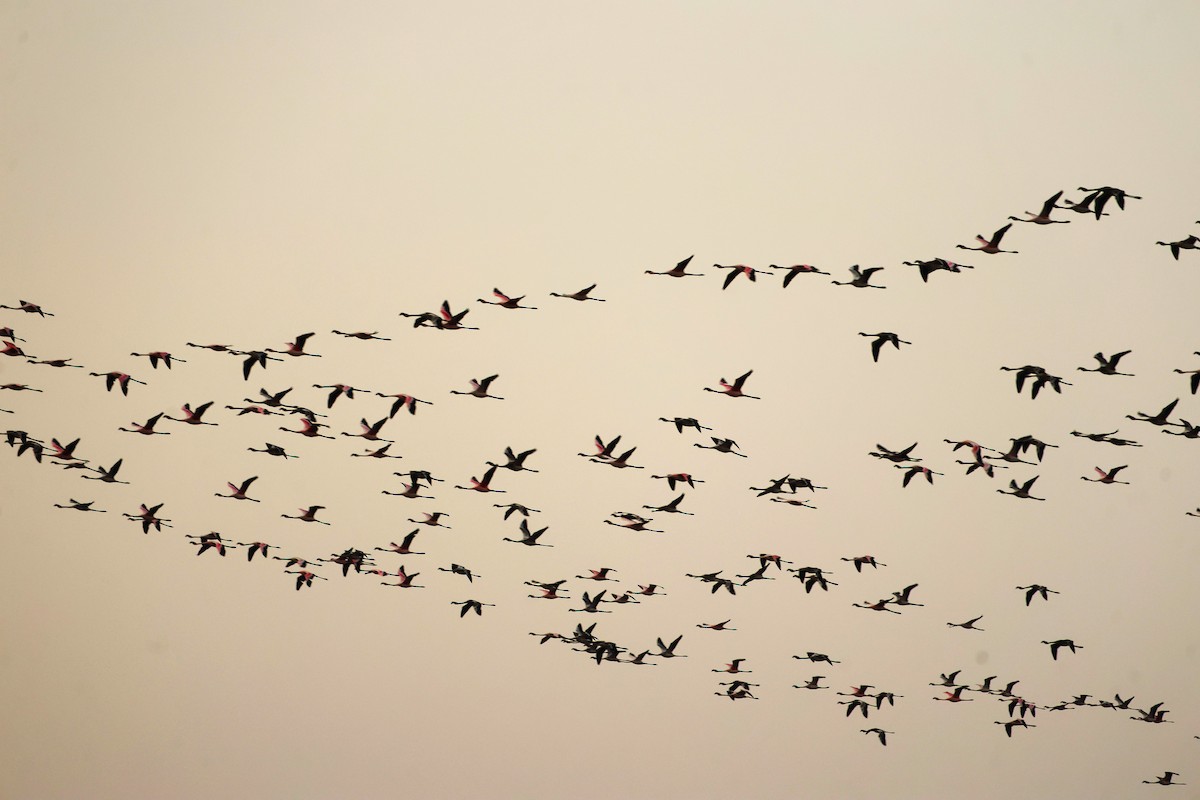 Lesser Flamingo - ML649124645