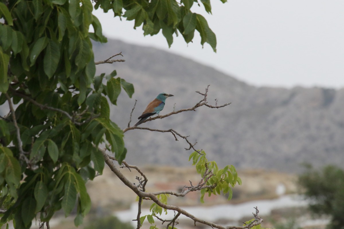 Rollier d'Europe - ML649124760