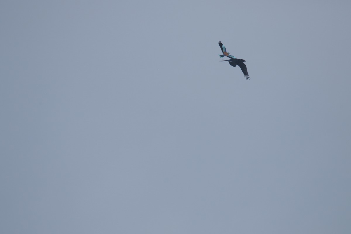 Rollier d'Europe - ML649124791