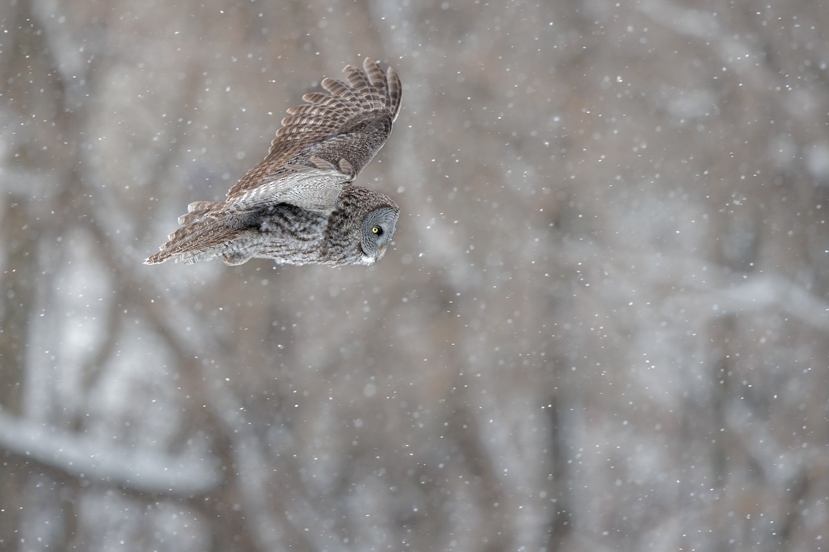 Great Gray Owl - ML649124933
