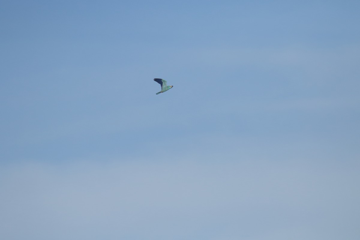 Rollier d'Europe - ML649124945