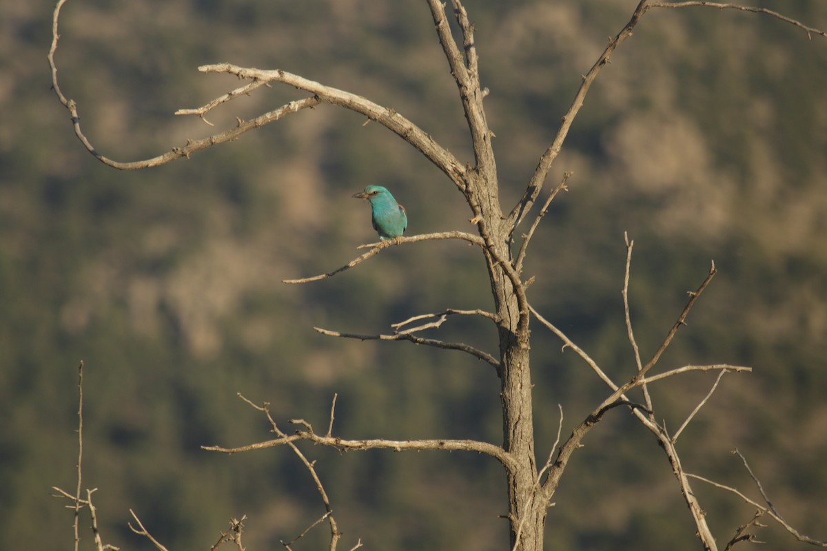 Rollier d'Europe - ML649124964