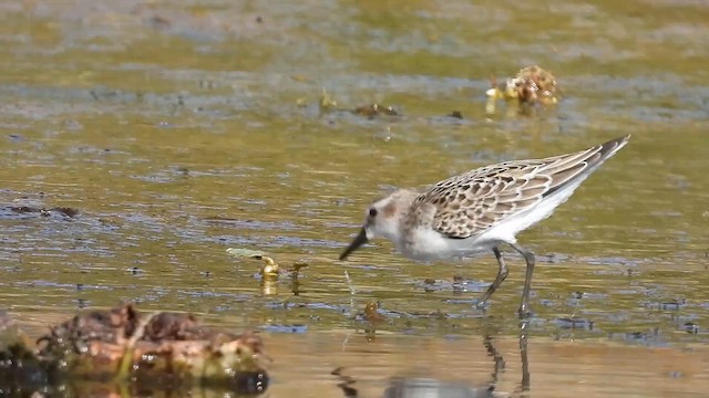 ヒレアシトウネン - ML649124993