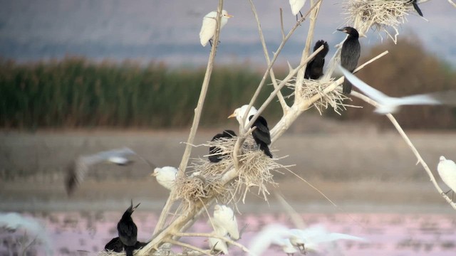 Neotropic Cormorant - ML649124994