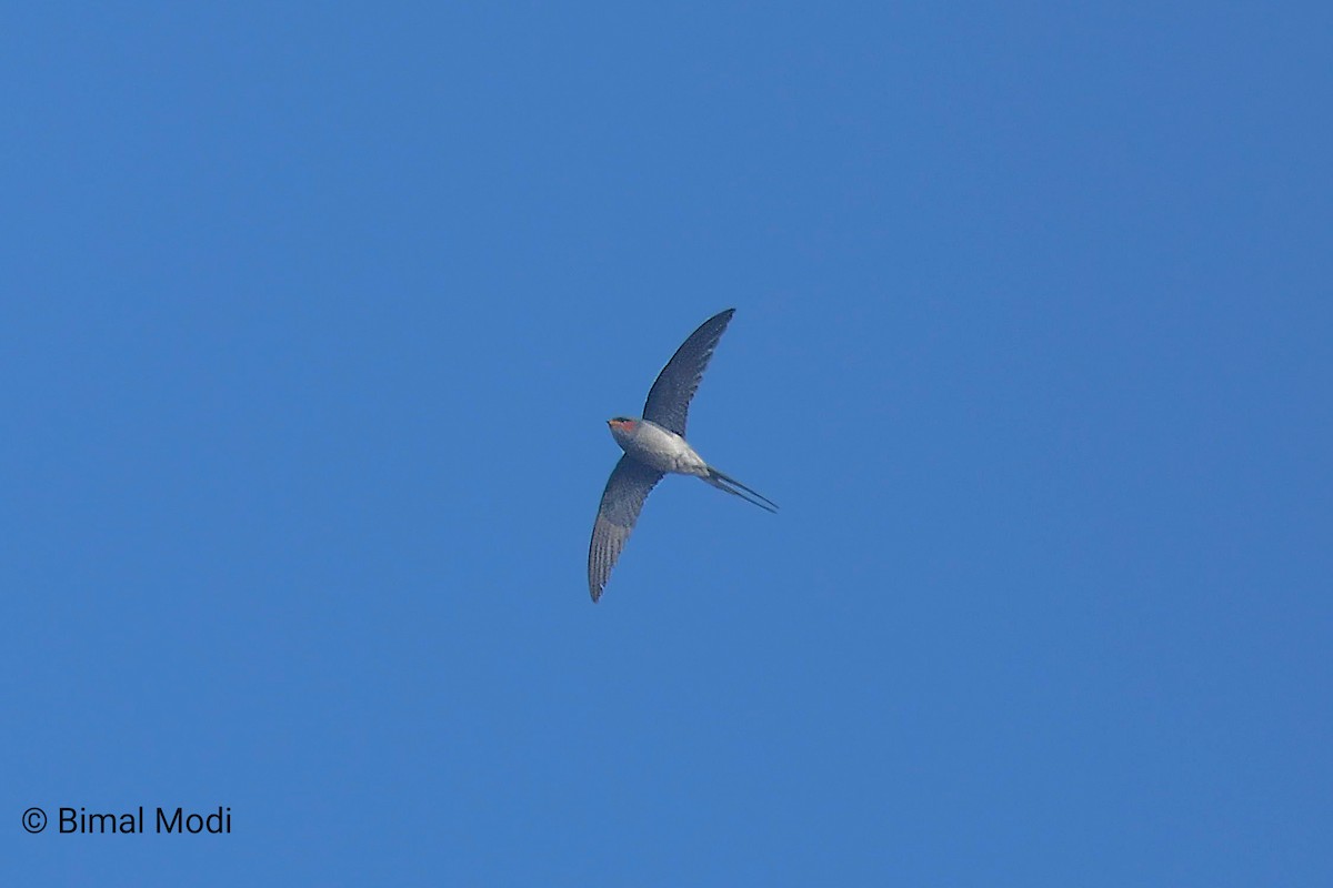 Хохлатый клехо - ML649125002