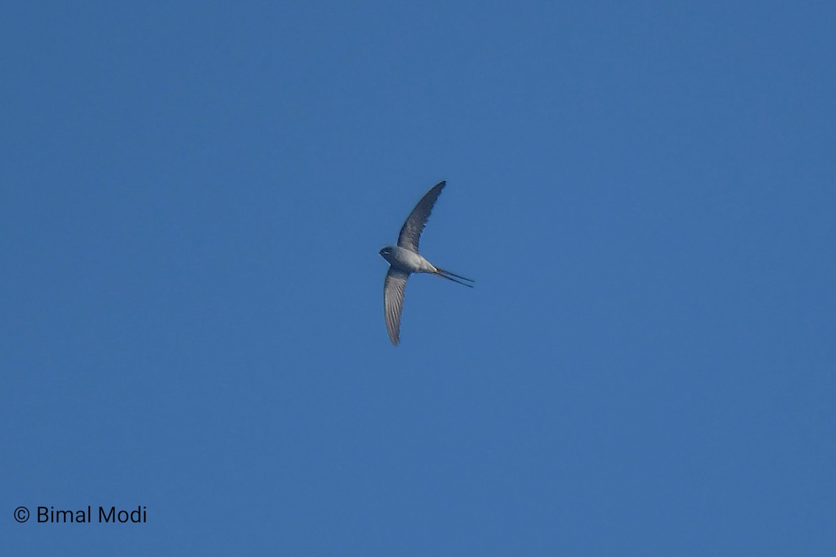 Хохлатый клехо - ML649125003