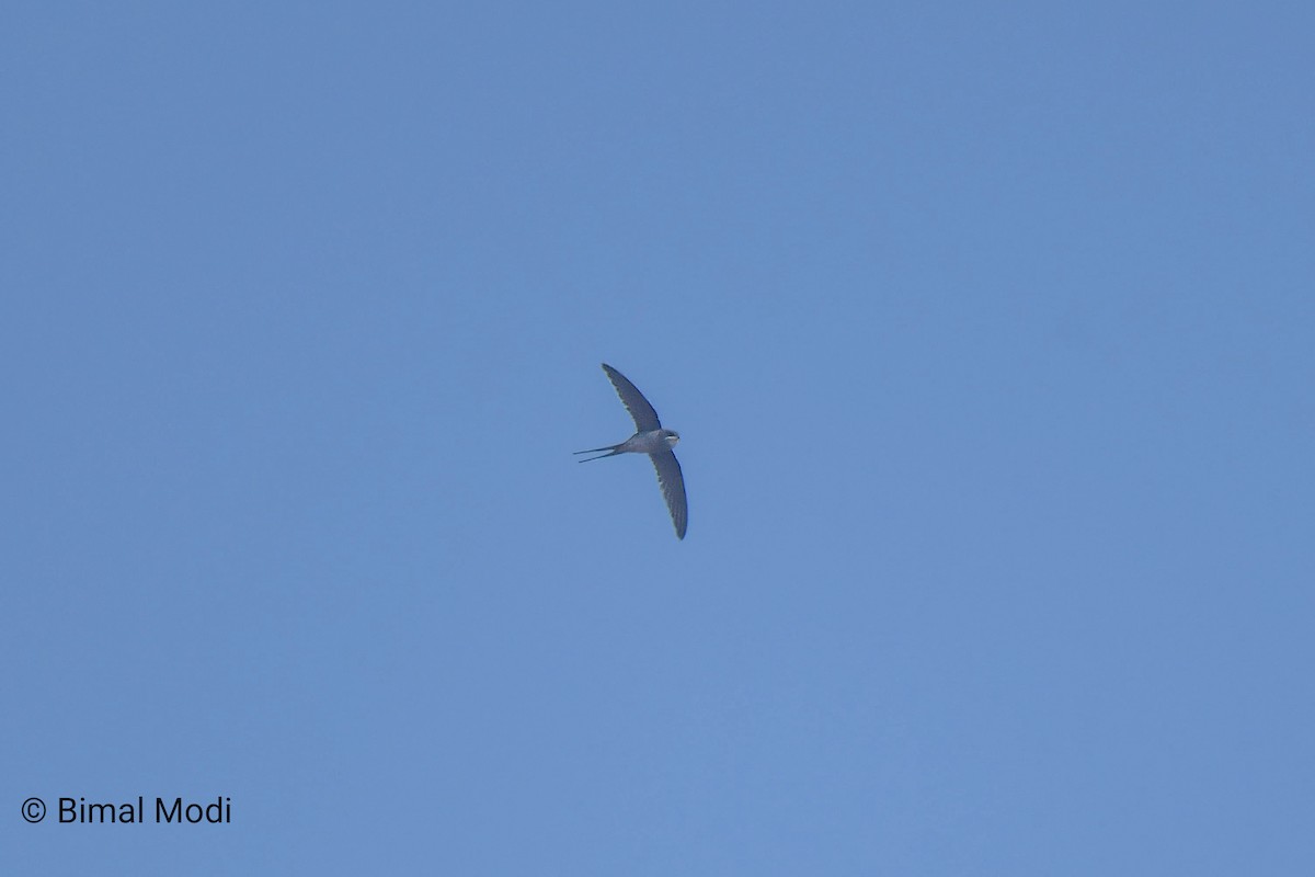 Хохлатый клехо - ML649125004