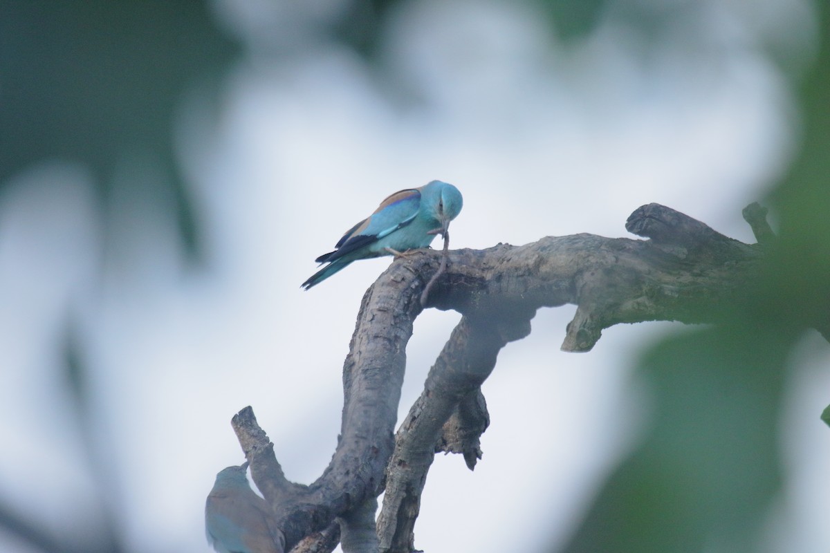 Rollier d'Europe - ML649125127