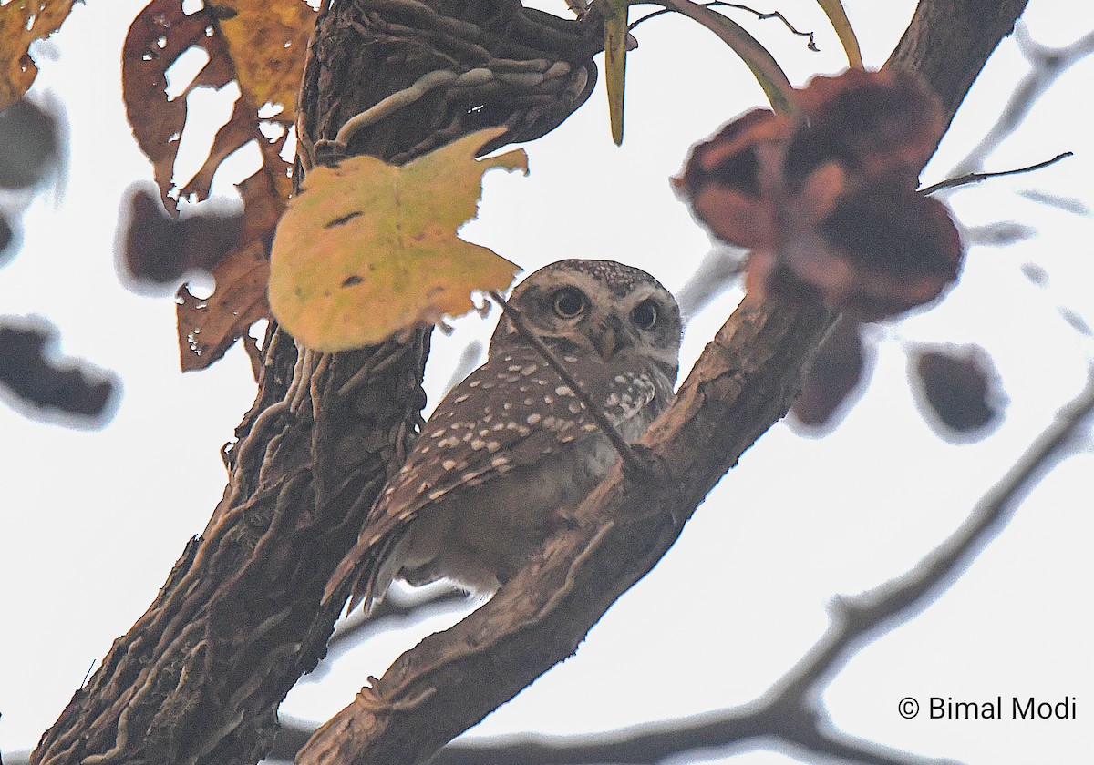 Браминский сыч - ML649125162