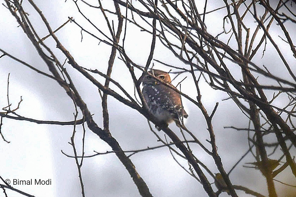 Лесной сыч - ML649125179