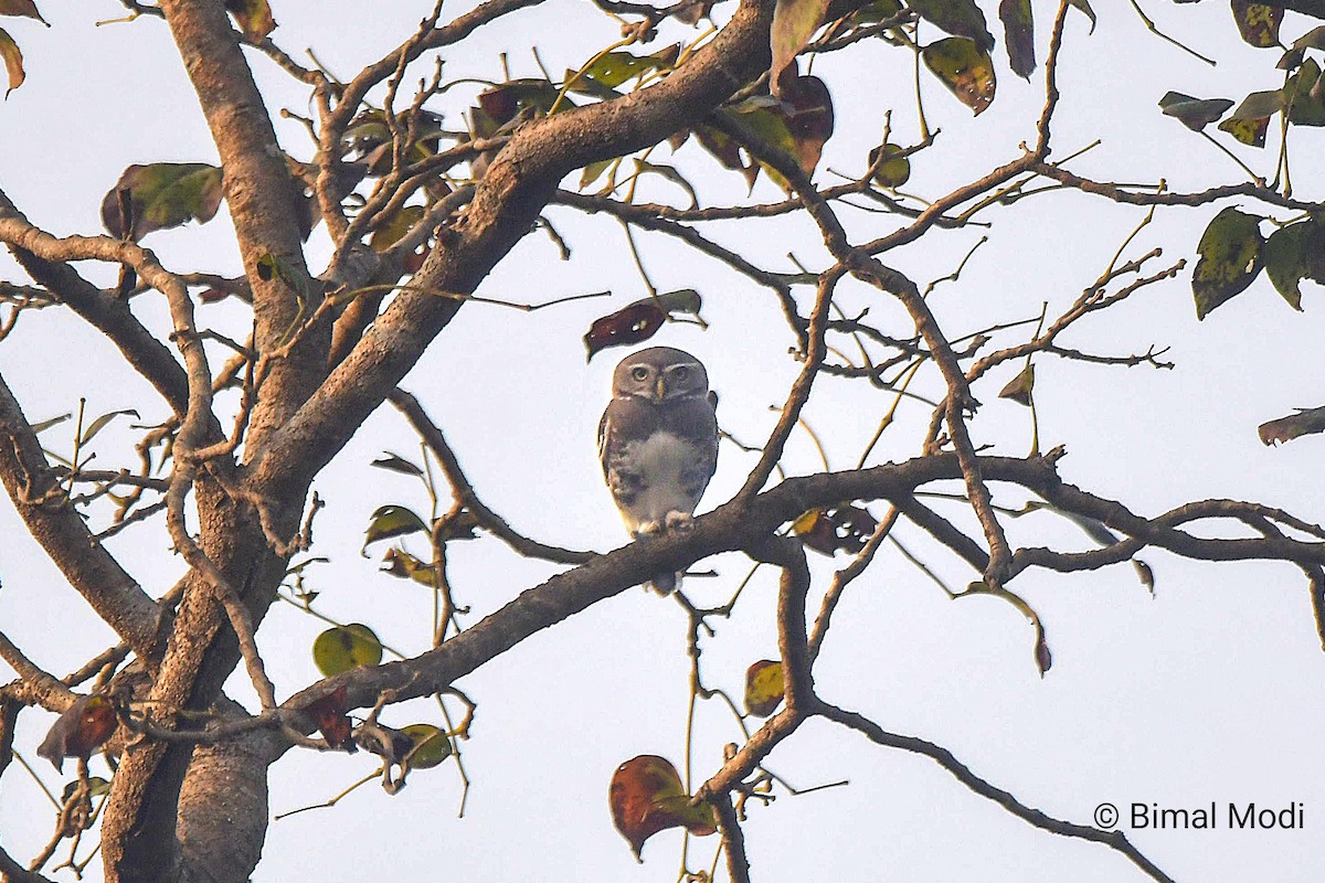 Лесной сыч - ML649125180