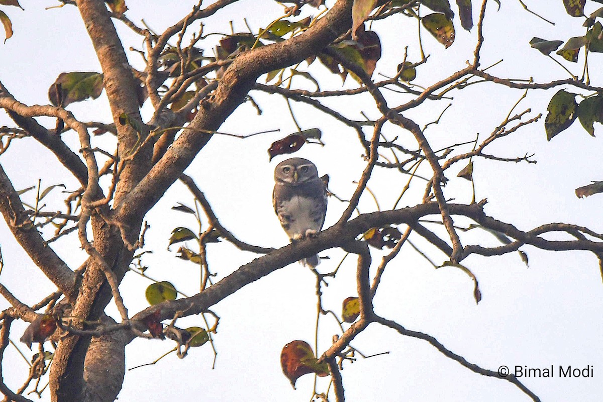 Лесной сыч - ML649125181