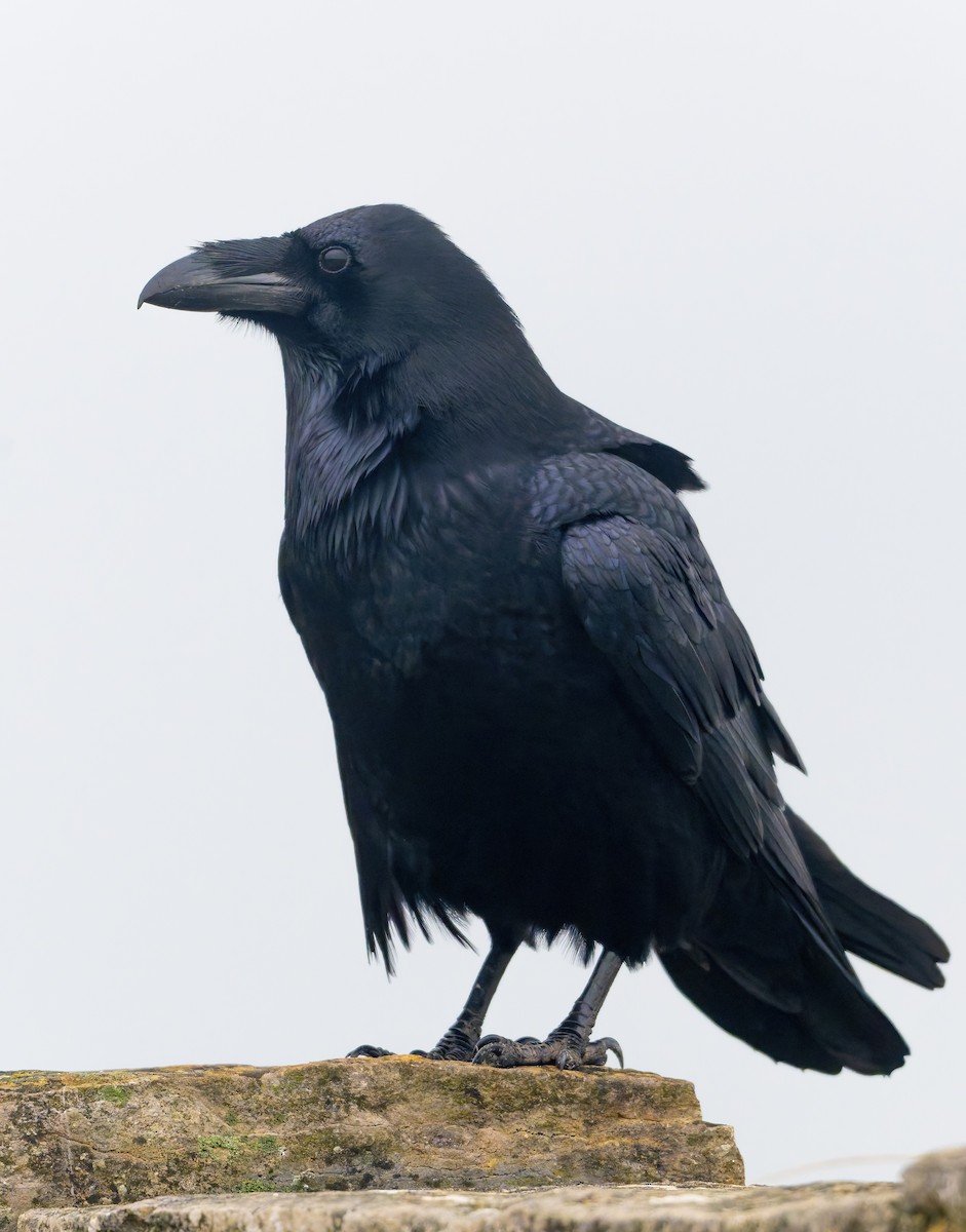 Common Raven - ML649125200