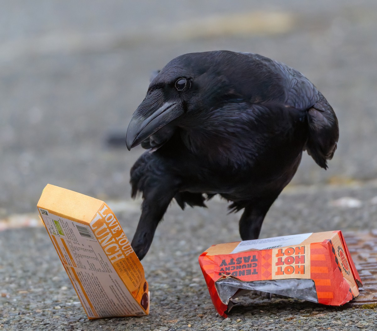 Common Raven - ML649125202