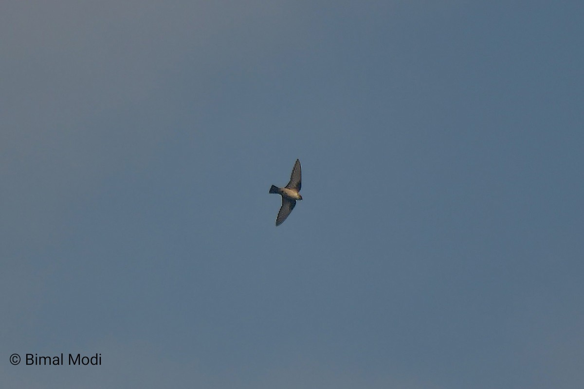 Скальная ласточка - ML649125211