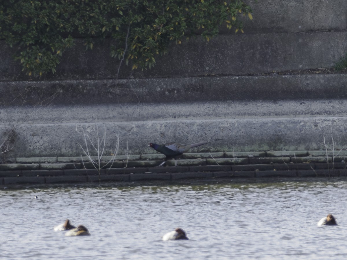 Buntfasan - ML649125295