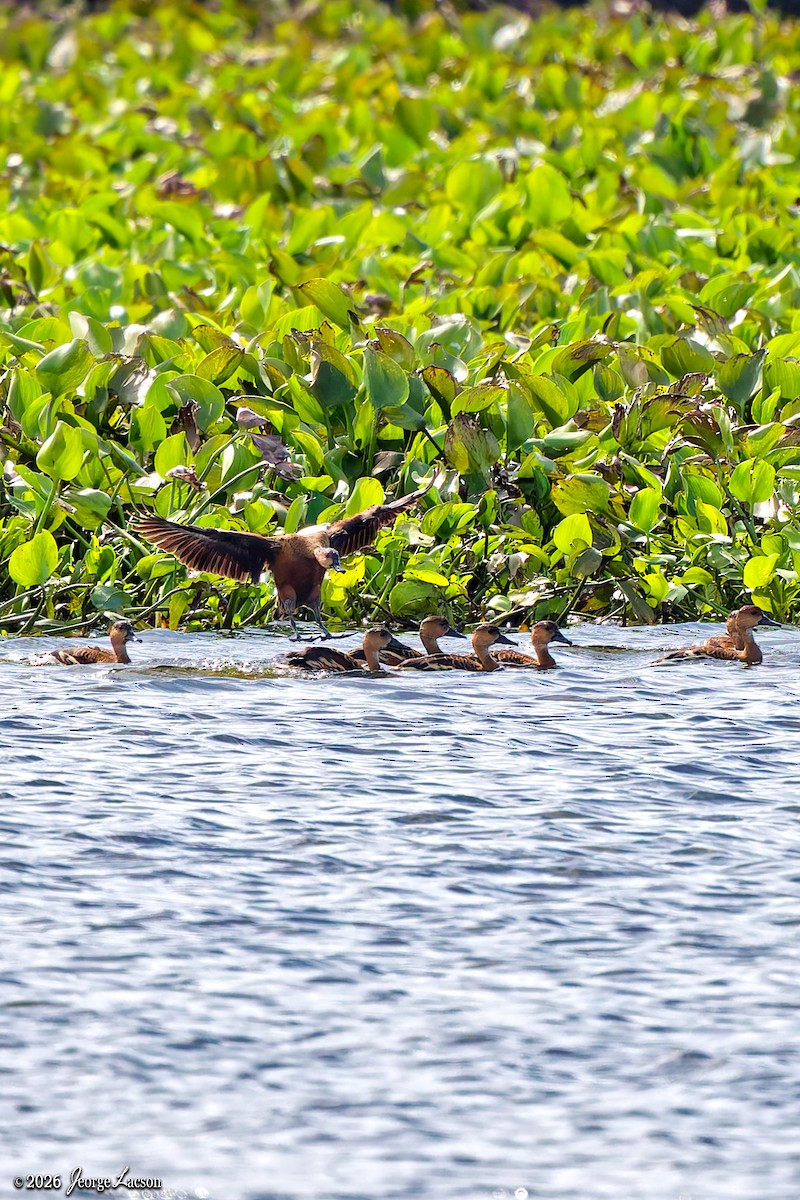 Wandering Whistling-Duck - Jeorge Lacson