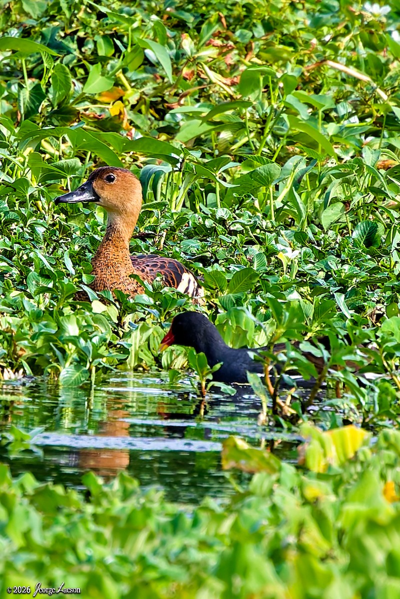 Wanderpfeifgans - ML649125331