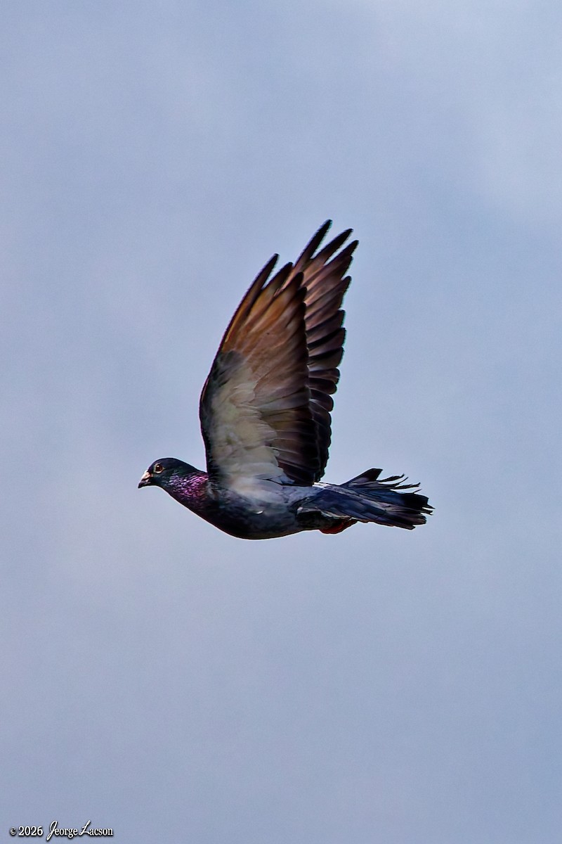 Rock Pigeon (Feral Pigeon) - Jeorge Lacson