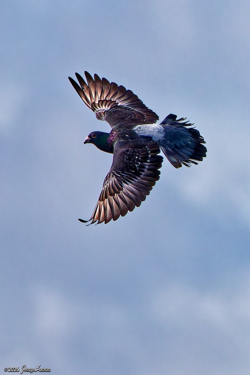 Felsentaube (Straßentaube) - ML649125342