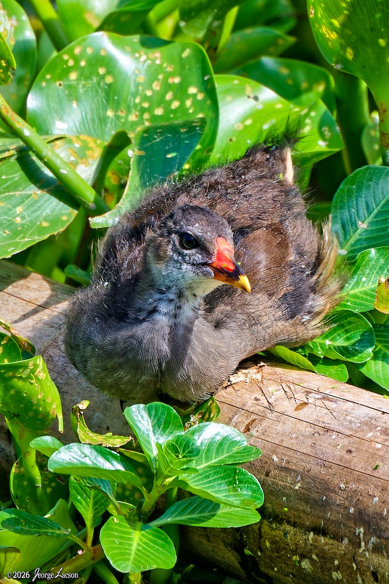 Gallinula/Fulica/Porphyrio, unbestimmt - ML649125347