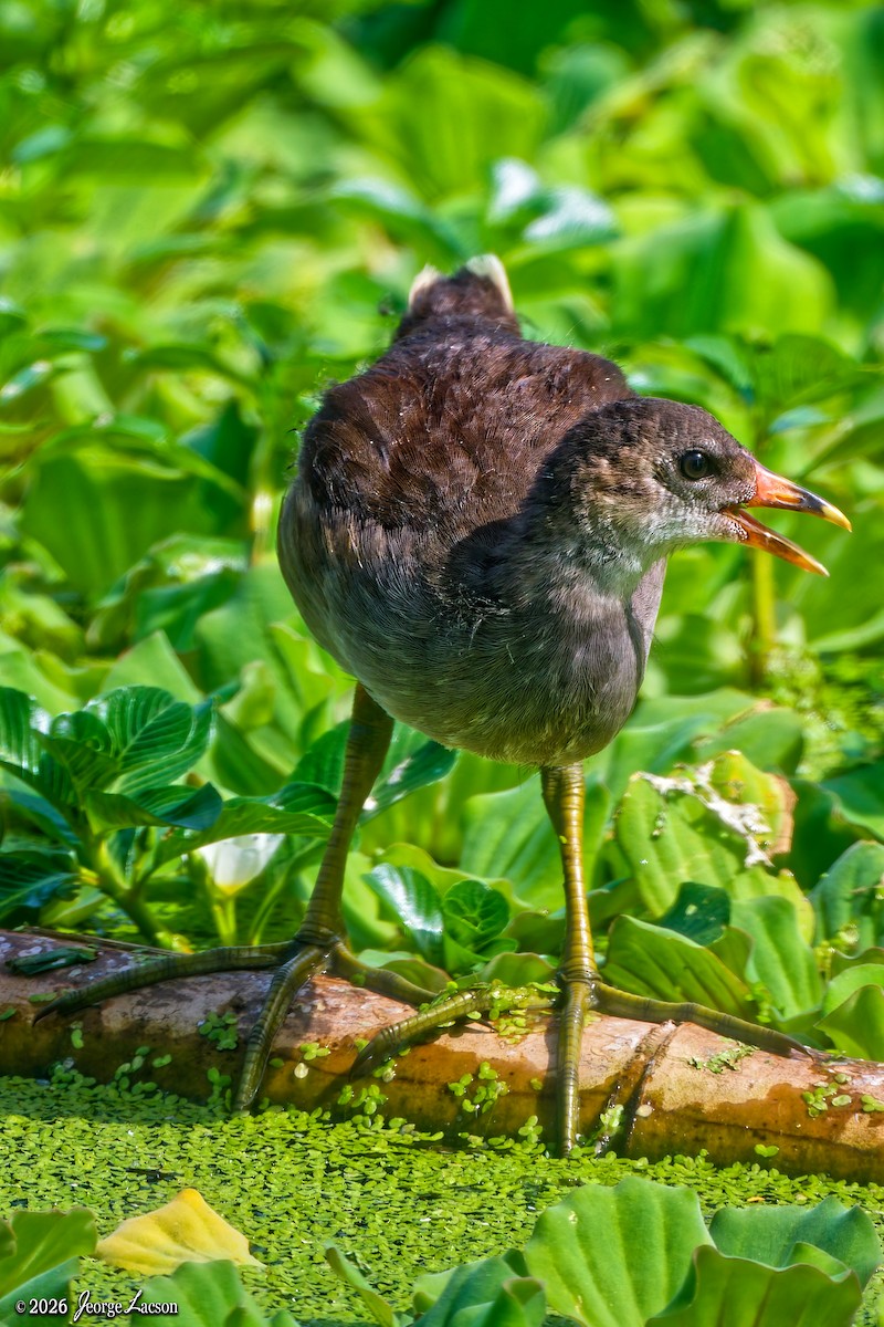 Gallinula/Fulica/Porphyrio, unbestimmt - ML649125350