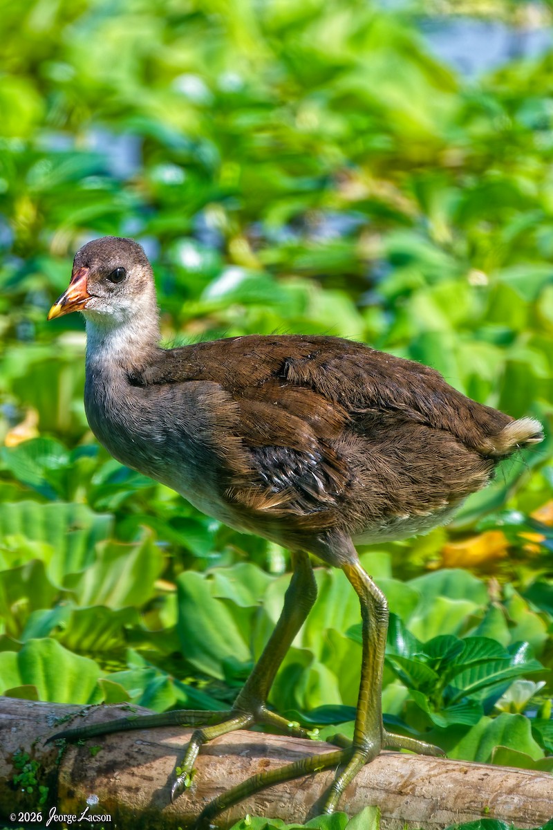 Gallinula/Fulica/Porphyrio, unbestimmt - ML649125351