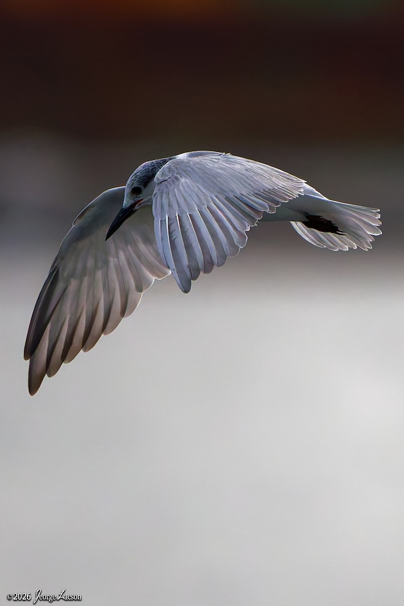 Weißbart-Seeschwalbe - ML649125391