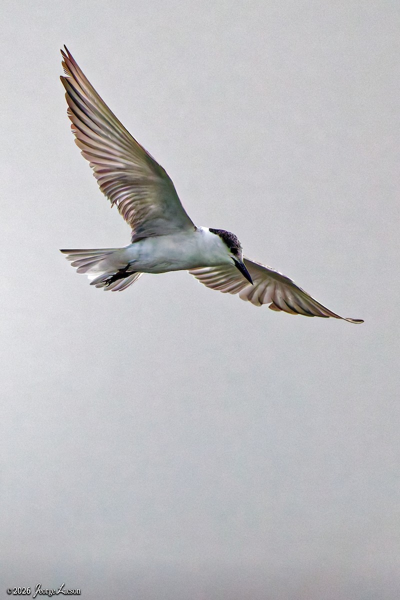 Whiskered Tern - Jeorge Lacson
