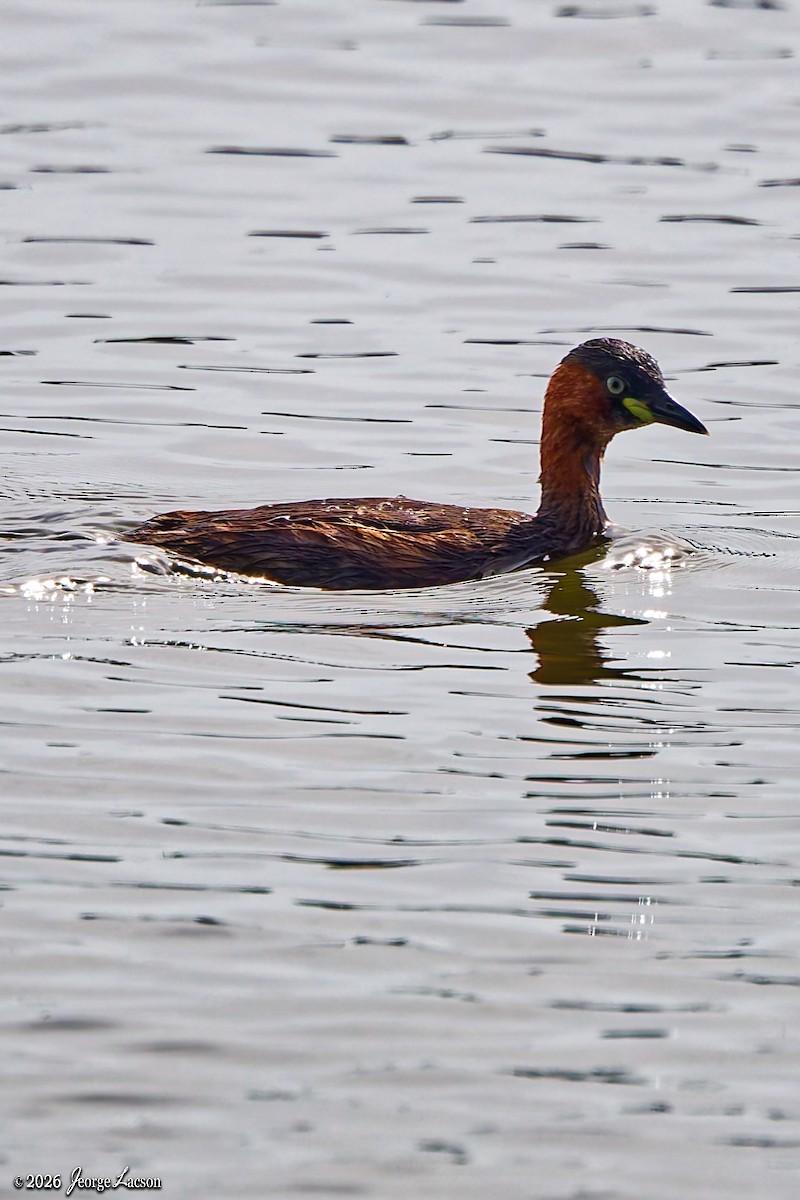 Zwergtaucher - ML649125402