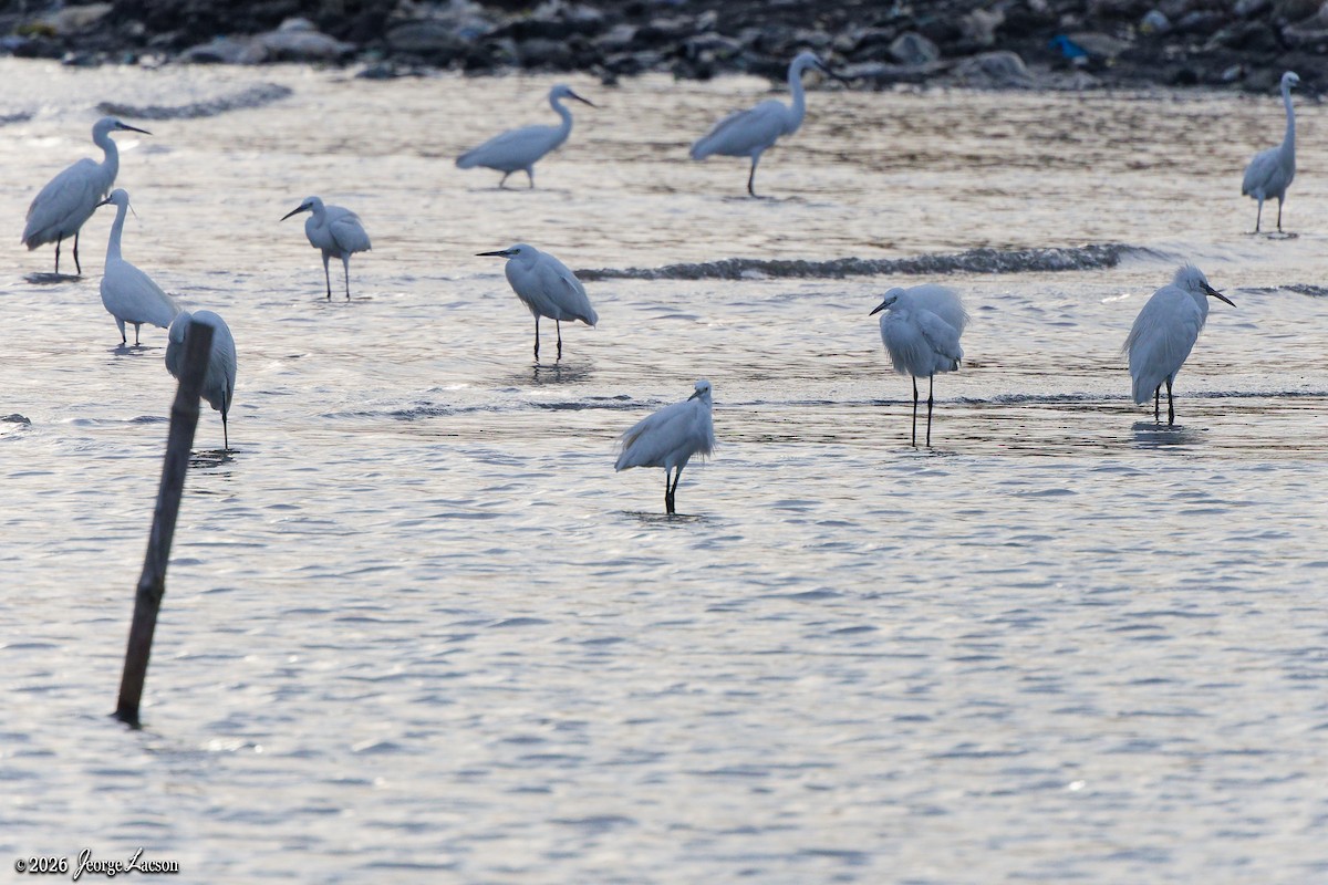 Seidenreiher - ML649125405