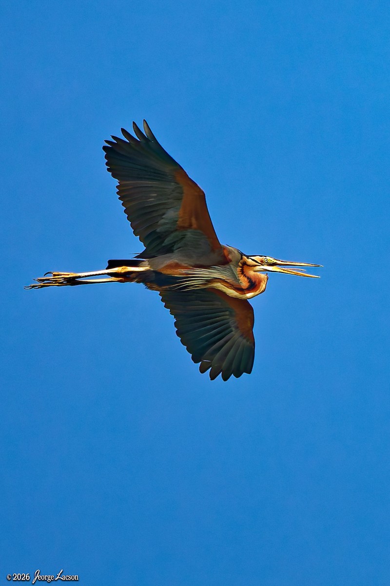 Purpurreiher - ML649125415