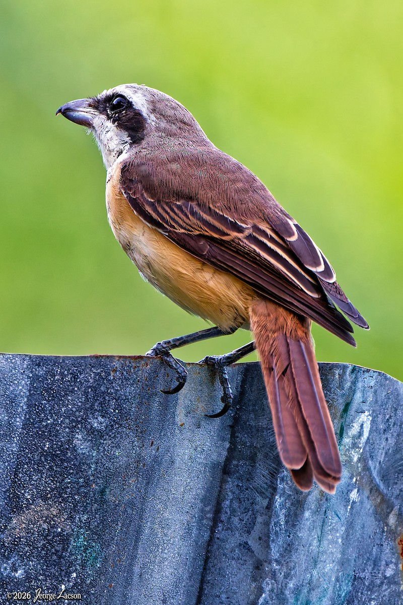 Braunwürger - ML649125424