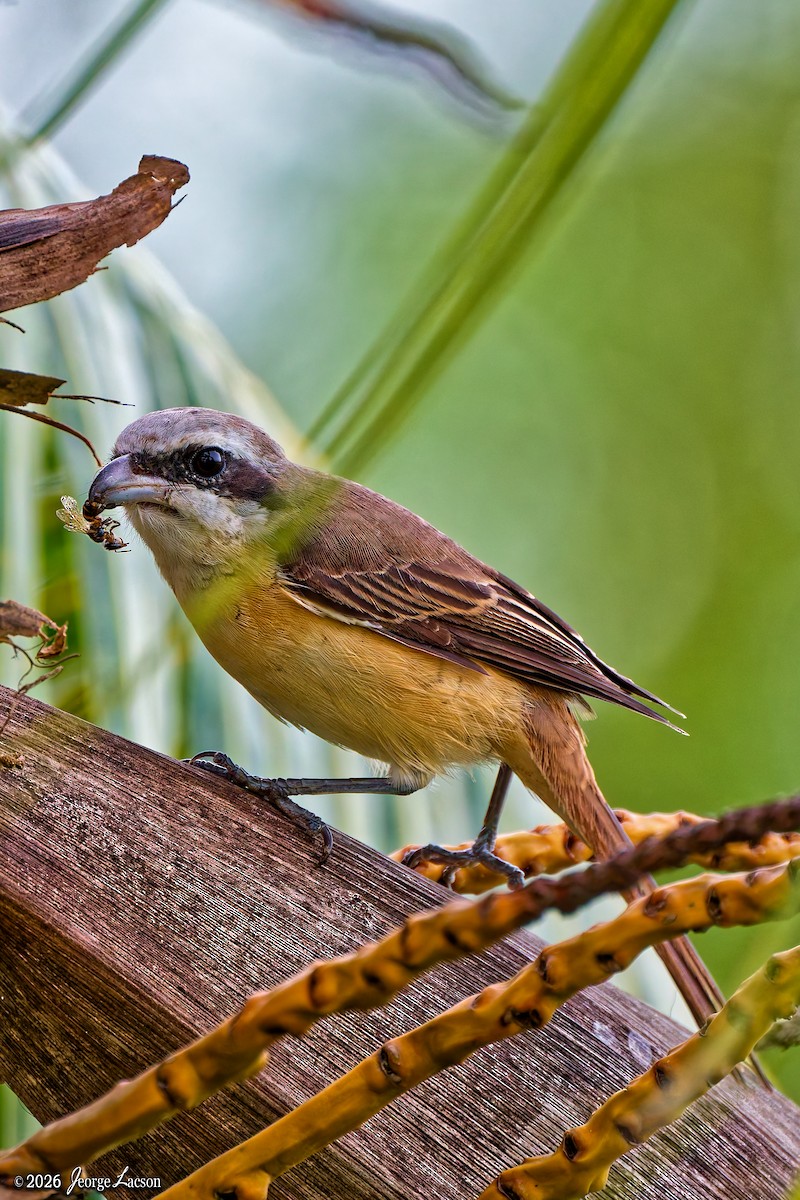 Braunwürger - ML649125425