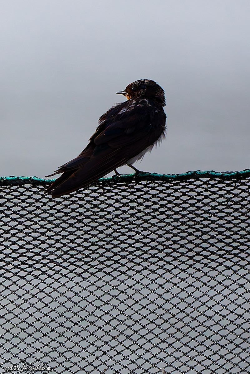 Rauchschwalbe - ML649125454