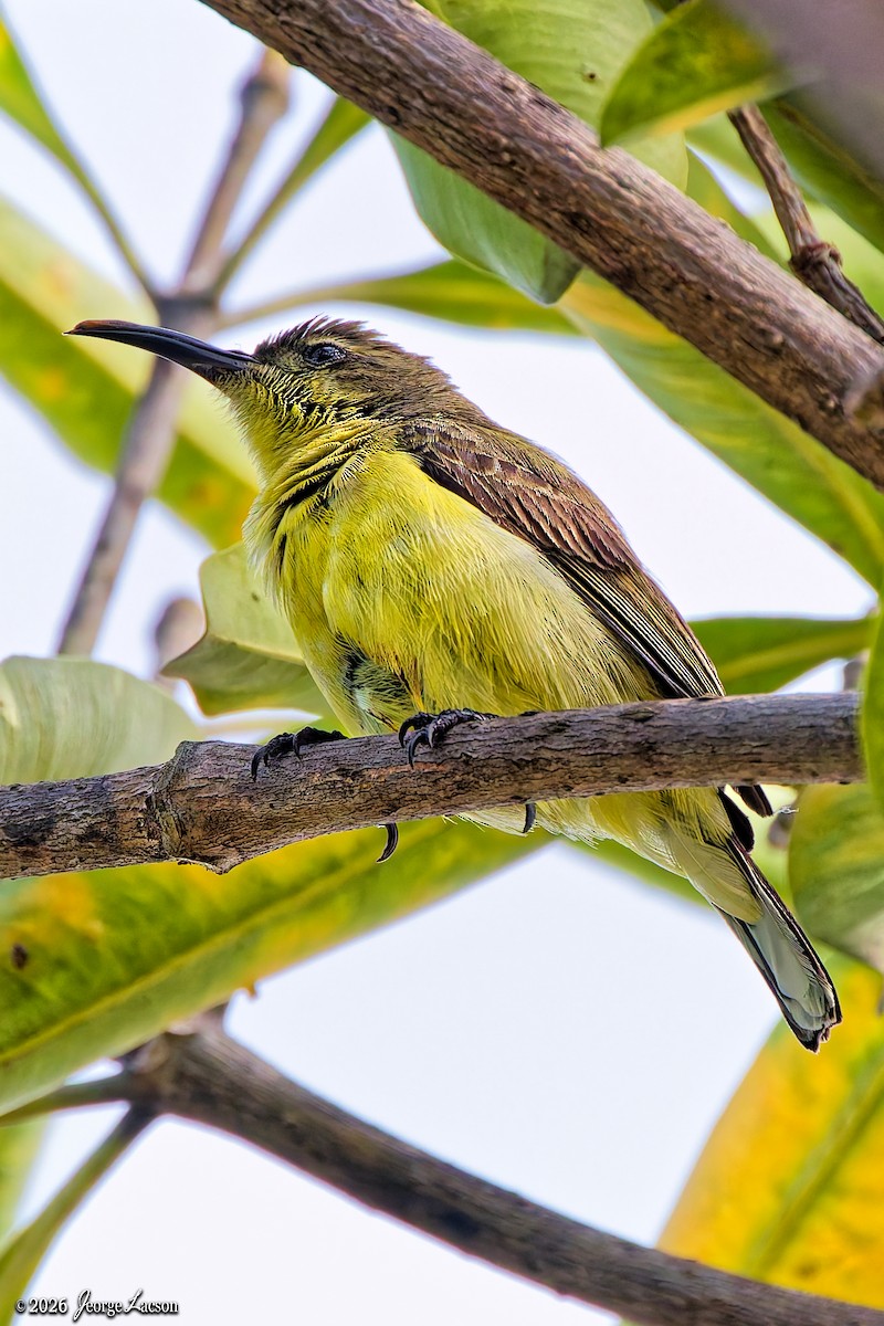 Garden Sunbird - ML649125462