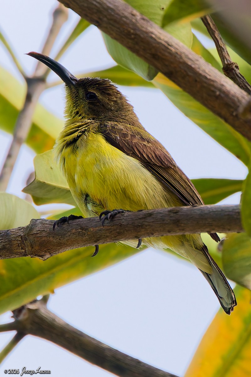 Garden Sunbird - ML649125463