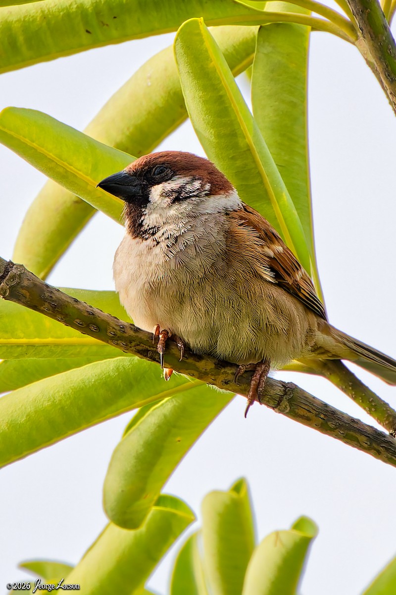 Eurasian Tree Sparrow - Jeorge Lacson