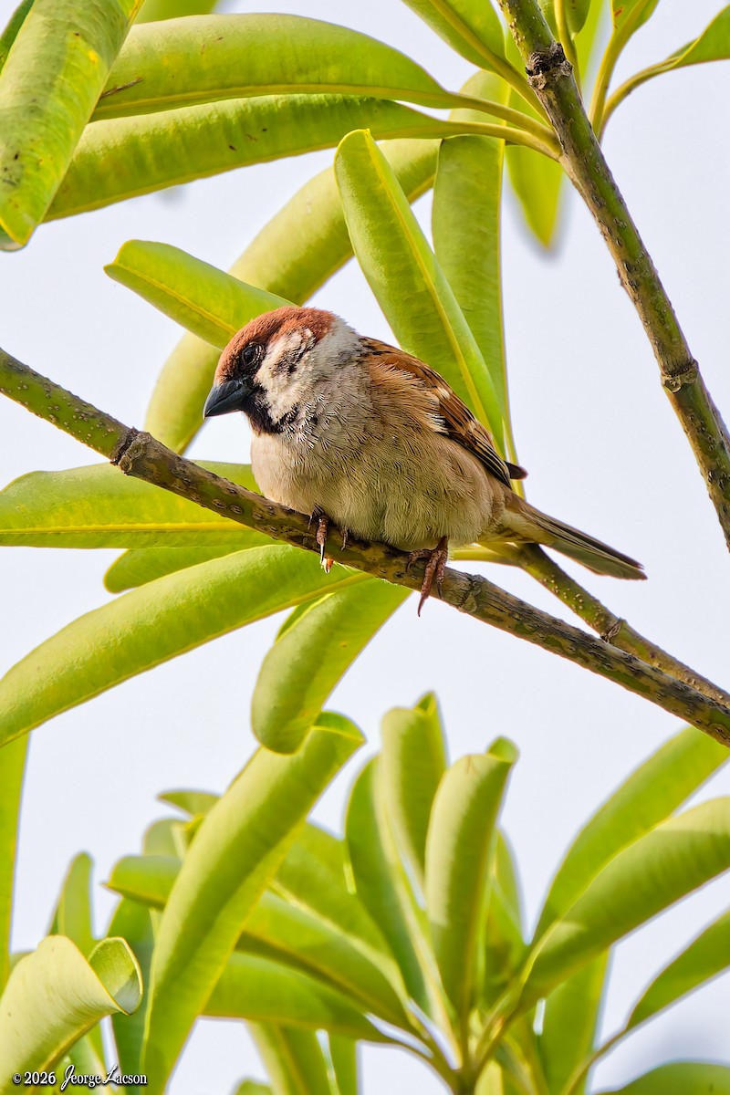 Feldsperling - ML649125474