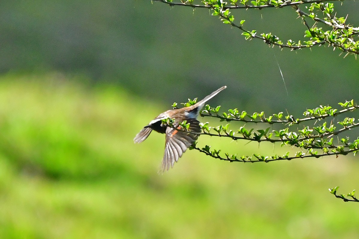 Chestnut-bellied Chat-Tyrant - ML649125475