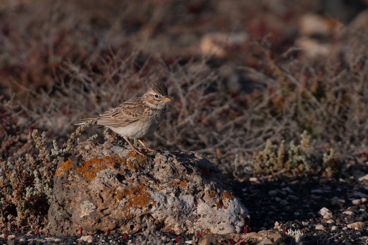 Mediterranean Short-toed Lark - ML649125501