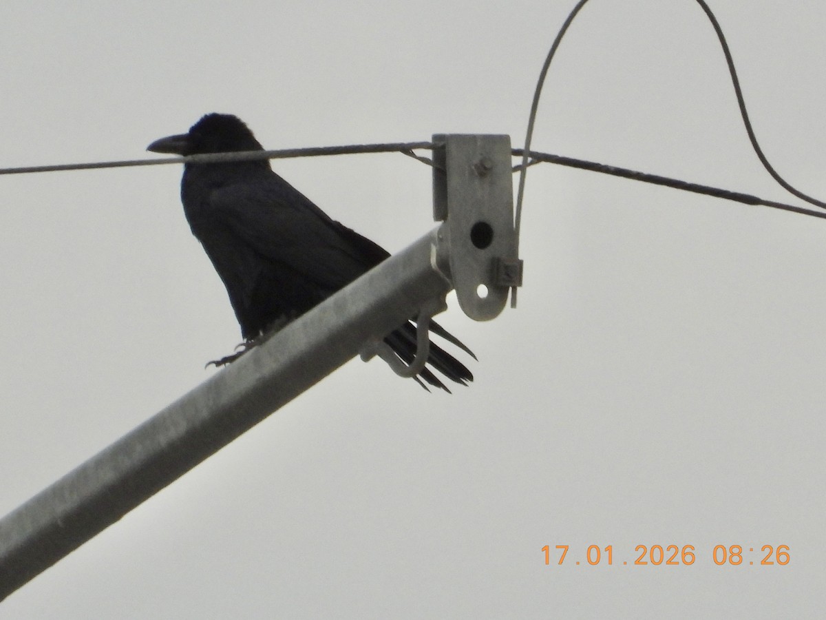 Common Raven - ML649125578